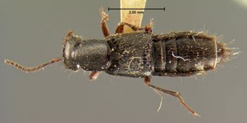 Media type: image;   Entomology 7312 Aspect: habitus dorsal view